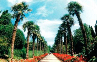 Никитский ботанический сад2